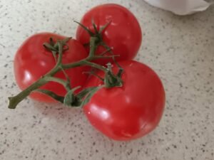 Itt az idő kiültetni a paradicsom palántát!