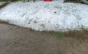 Bajban a gazdák,mindent elvert a jég