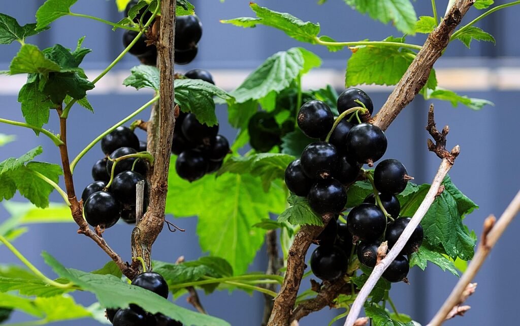 black-currants-6503403_1280