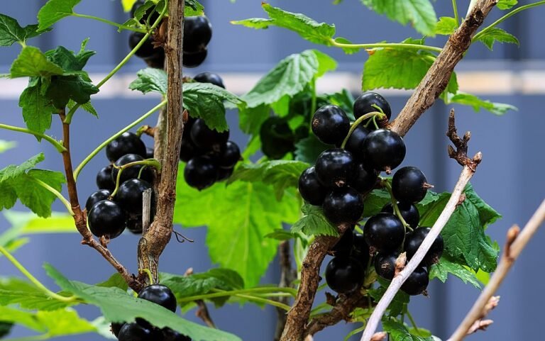 black-currants-6503403_1280