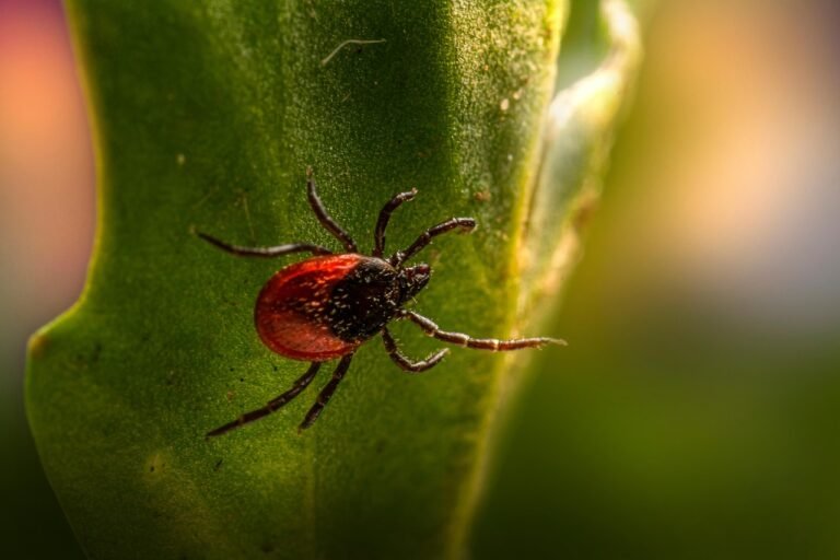 🕷️ Minden, amit a kullancsokról tudni érdemes – veszélyek, megelőzés, eltávolítás