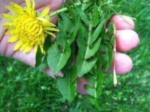 Egyszerű és hatékony: 7 gyógynövény a kertből, amit most használhatsz