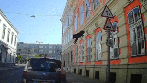 Dashcam rögzítette a drámai pillanatot: az ablakból zuhant ki egy kutya Szombathelyen