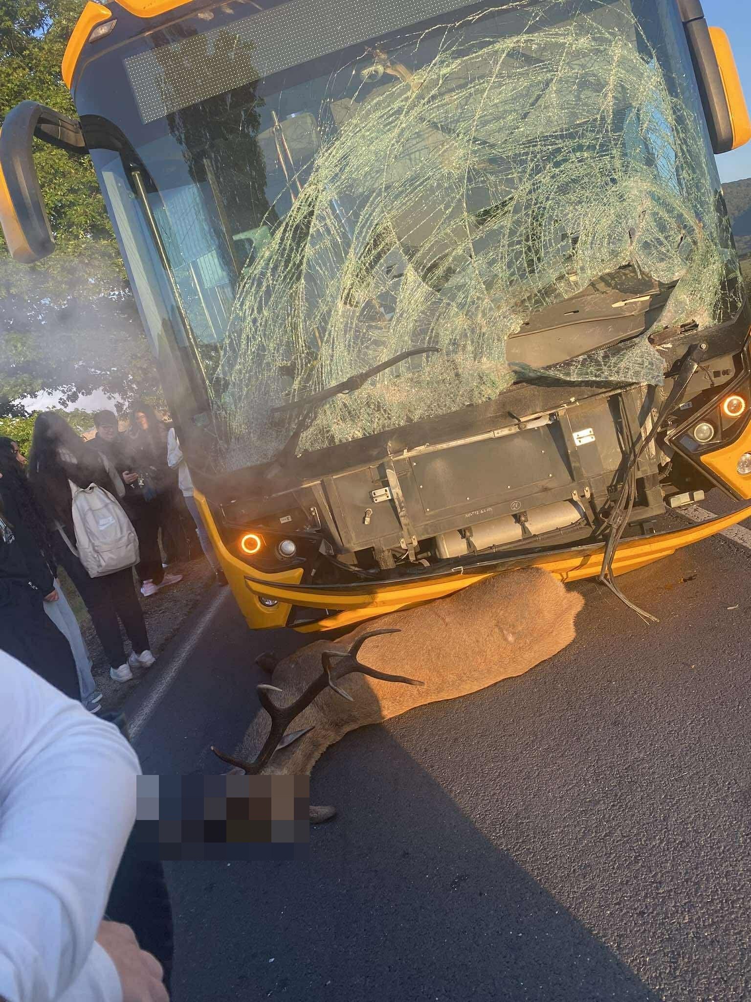 Szarvast gázolt egy menetrend szerinti busz,többen megsérültek