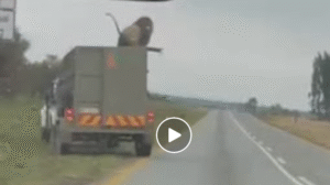Videón a menekülő oroszlán: a pótkocsi tetején szörfözött 100 km/órás sebességgel