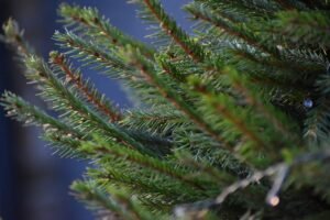 Nagyon megugrottak a karácsonyfaárak: soha nem került ennyibe a fenyőfa.Íme az árak!