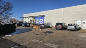 Bevásárolni indult egy szarvas Esztergomban – meglepő jelenet egy áruház parkolójában