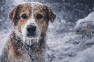 A következő napokban mínusz 10 fok alá zuhanhat a hőmérséklet.