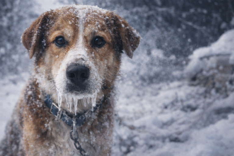 A következő napokban mínusz 10 fok alá zuhanhat a hőmérséklet.