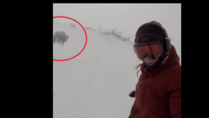 A medve üldözte, miközben lesiklott a havon: videón a megdöbbentő eset